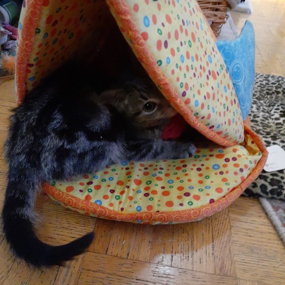 SALE!! Brand New Cat Bed - Picture 4 of 4